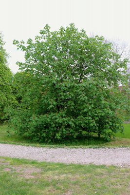 Aesculus x carnea 'Briotii' - jírovec pleťový - celek (38)